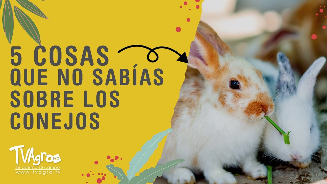 Descubre los datos curiosos de los conejos: sorprendentes y adorables