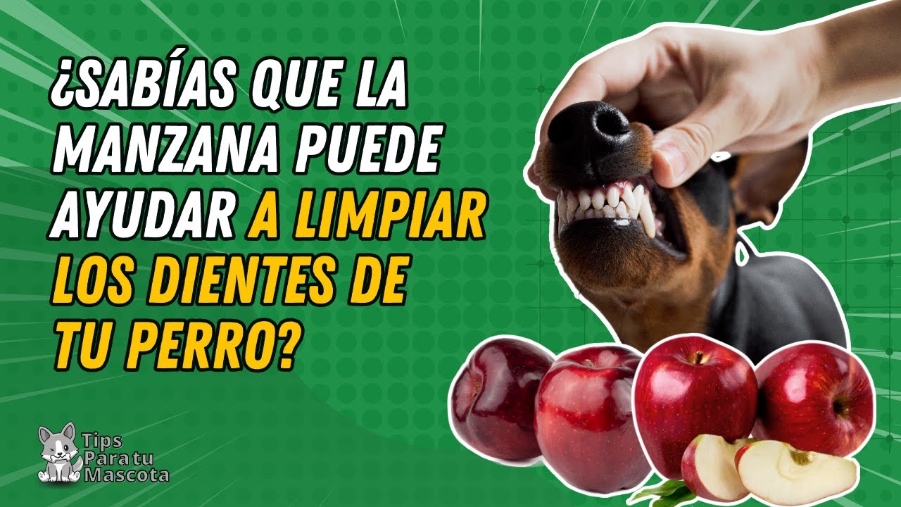 No alimentes a tus perros con manzanas, ¡pueden causarles daño!