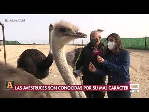Descubre la lucrativa granja de avestruz en España