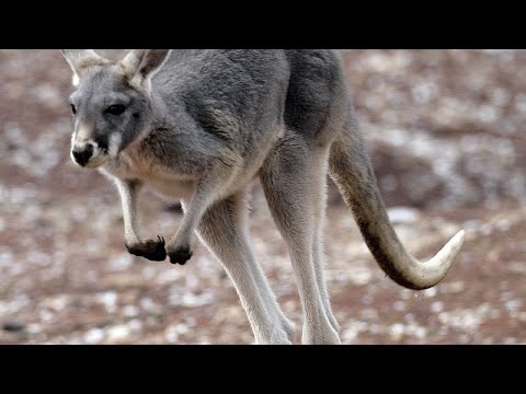 Australia: ¿Cuántos canguros vagan por el país? Descubrimos la sorprendente cifra