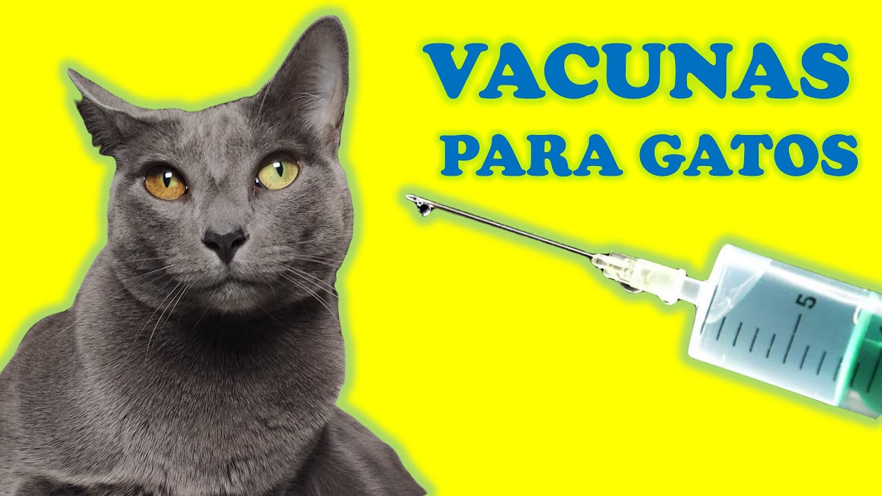 La clave para la salud felina: ¿Cuántas vacunas necesita un gato?