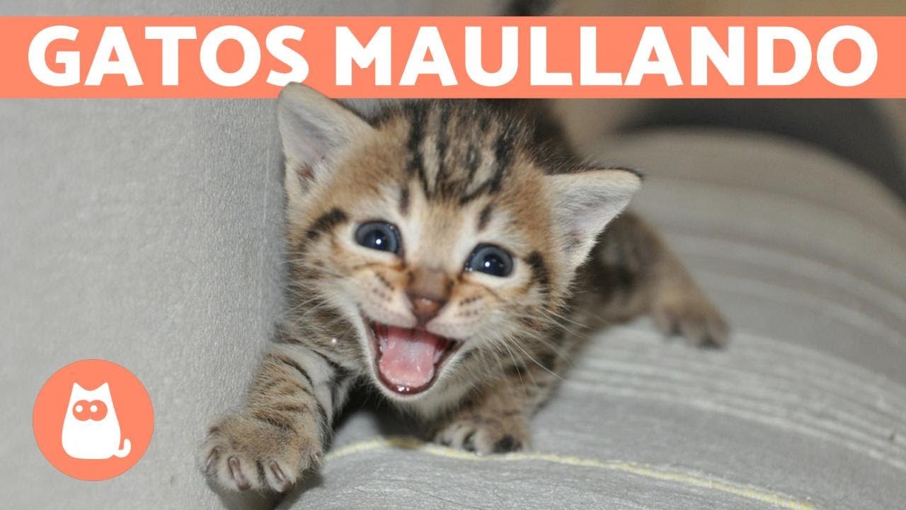 Descubre los adorables sonidos de maullidos de gatitos: ¡una sinfonía felina!