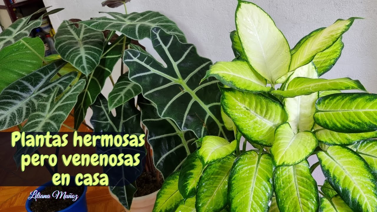 Descubre las fotos de las mortales plantas venenosas en tu hogar
