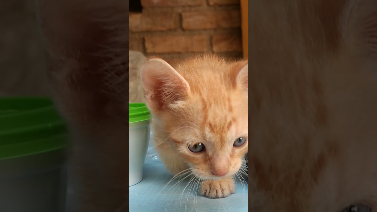 Descubre cómo cuidar a un gato naranja bebé en solo 1 mes